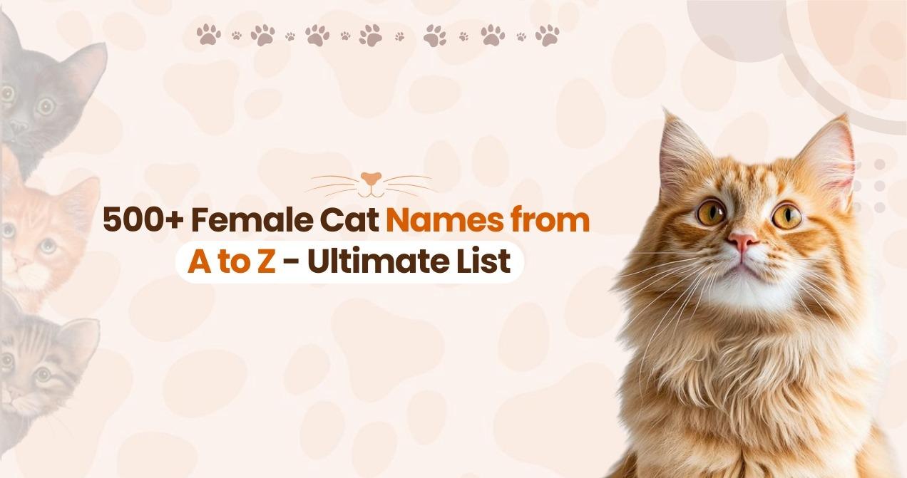 500+ Female Cat Names from A to Z &ndash; Ultimate List